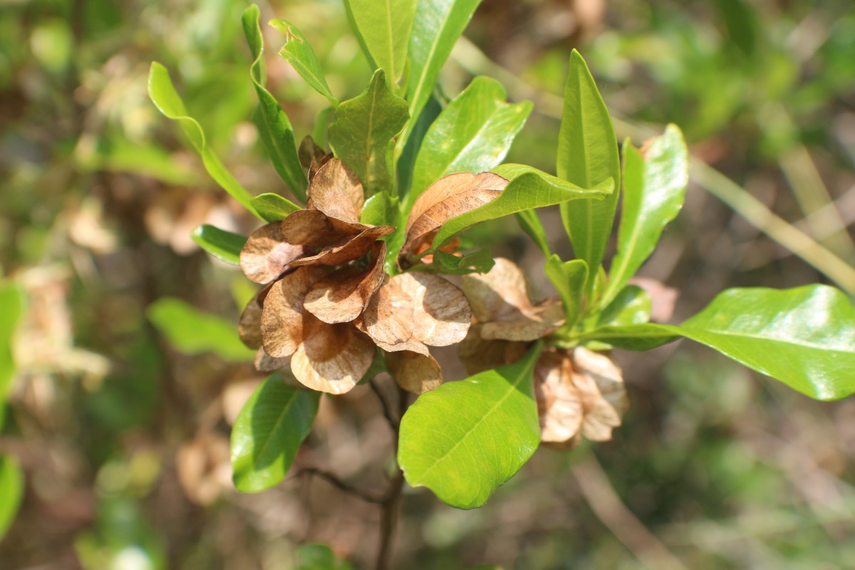 Dodonaea viscosa Jacq.